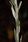 Carolina silkgrass